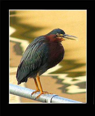 Black Bird on a Rail