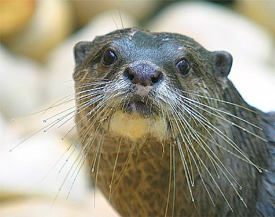 Otter