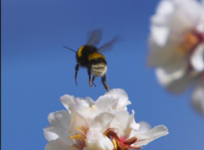 flight macro