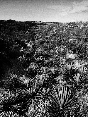 Yucca, Holden Beach, 2005