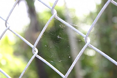 Spiderweb