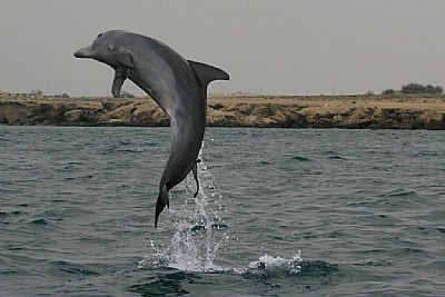 Dolphin in Persian Gulf