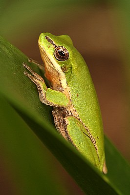 Smiley Frog.