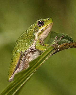 Baby Green Tree Frog.