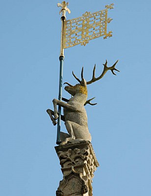 proud stag