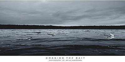 CHASING THE BAIT