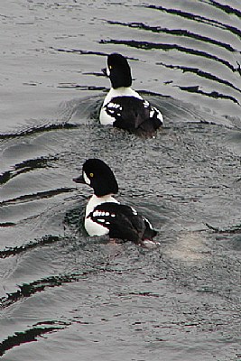 Barrows Goldeneye