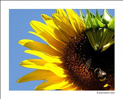 Summer Moments - Sunflower -
