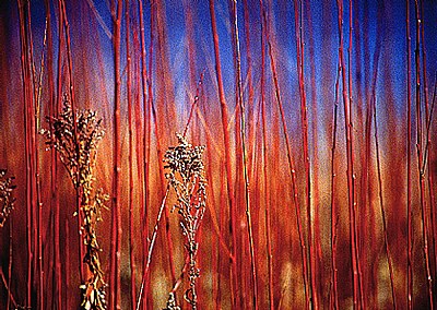 Red Hot fall reeds