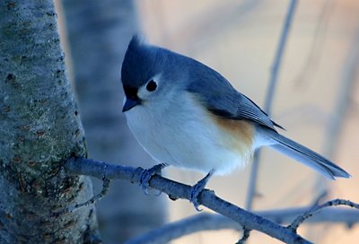 Tufted Titmouse