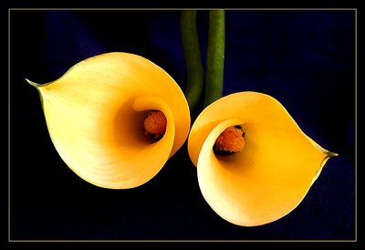 Calla Lilies