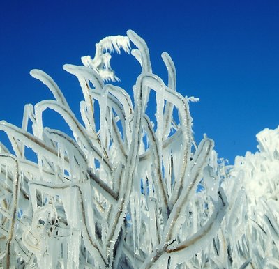 ICE   STORM