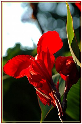 Cannas Red