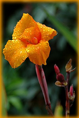 Orange Yellow Cannas