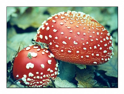 Amanita Muscaria