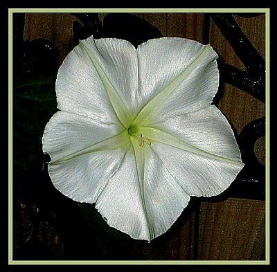 moon flower