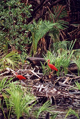 Kori Kori (scarlet ibis)