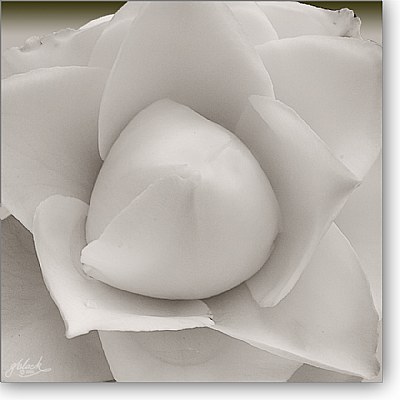 Camellia--4