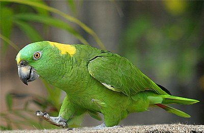 Parrot Stroll