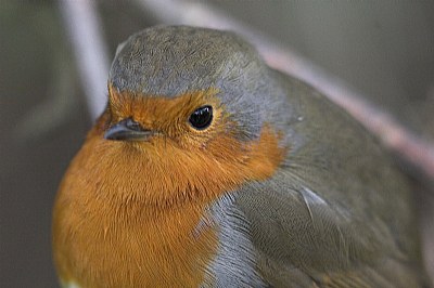 Robin 3