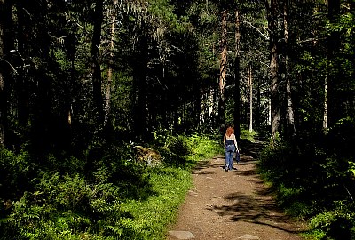 Alone in the forest