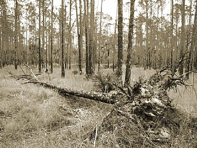Pines, Kissimmee State Park, Lake Wales, Florida
