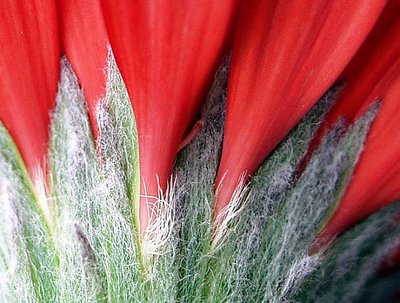 A flowers backside.