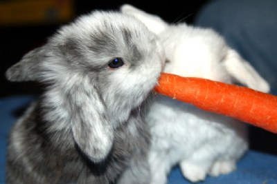 Holland Lop