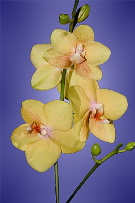 Yellow Orchids I