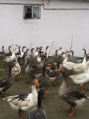Goose(2)