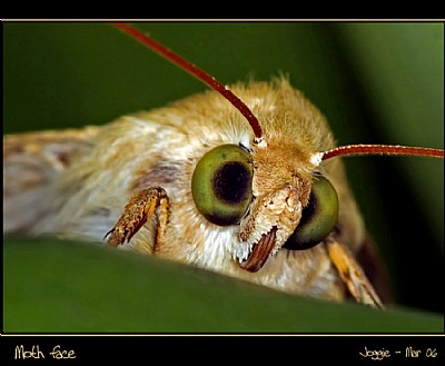 Moth face
