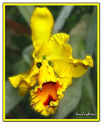 Golden orchid