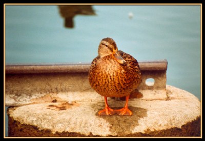 Watching the photographer