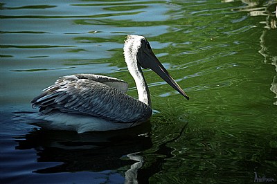 Pelican I