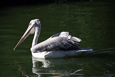 Pelican II