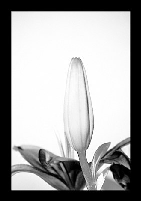 Flower bud