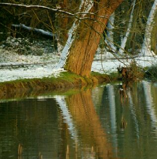 Reflections