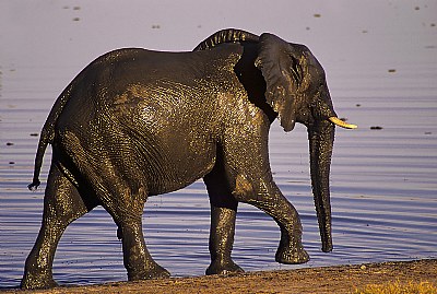 Elephant Bronze