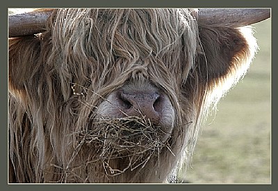 Highland Cow (tighter)