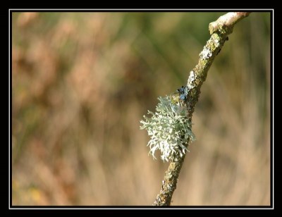 Lichen on a Branch