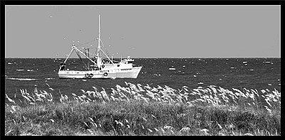 Predator, Holden Beach, NC 2005