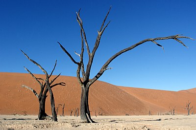 Dead Trees in The Namib Desert