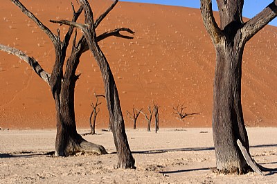 Dead Trees in The Namib Desert 2