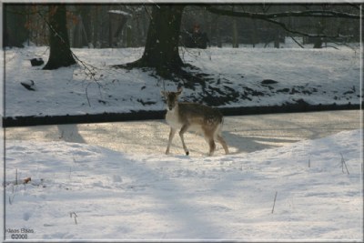 Postcard from Holland