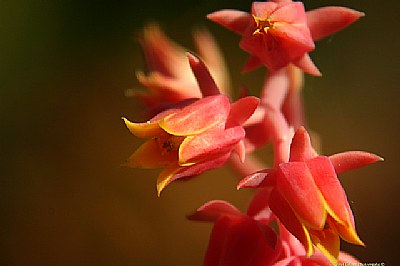 Flor Roja