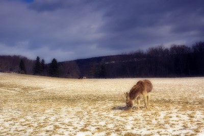 Out in the country