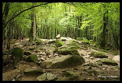 Golestan Forest