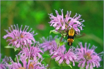 Bumblebee moth