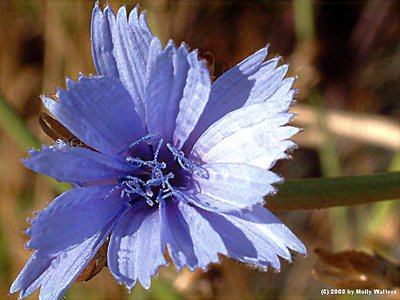 Little Blue Flower