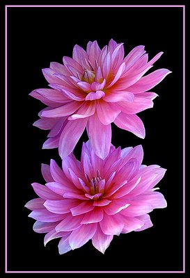 Pink Dahlias